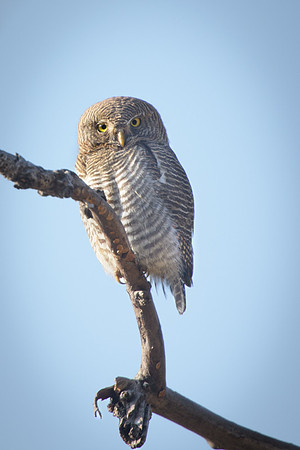 Jungle Owlet