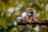 Jungle Owlet