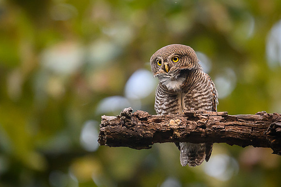 Jungle Owlet