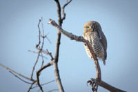Jungle Owlet