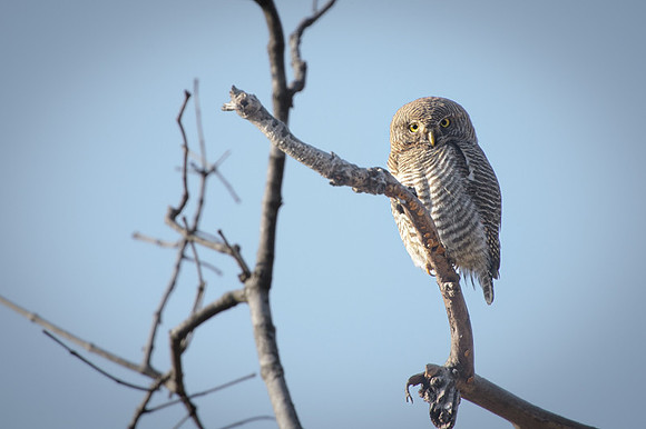 Jungle Owlet