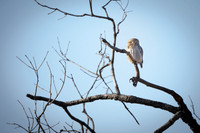 Jungle Owlet