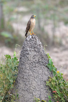 Roadside Hawk