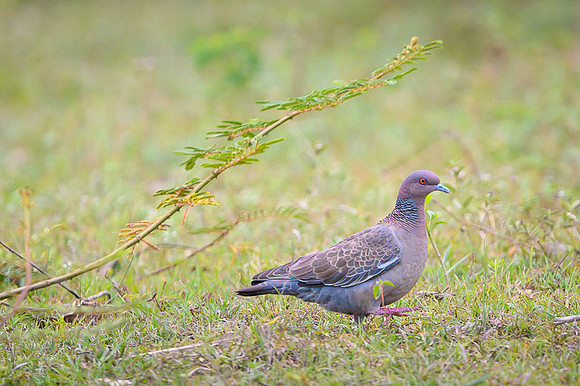 Picazuro Pigeon