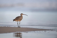 Galapagos whimbrel