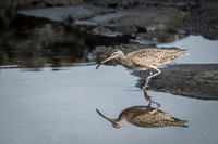 Galapagos whimbrel