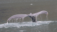 Humpback whale