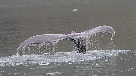 Humpback whale