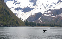 Humpback whale
