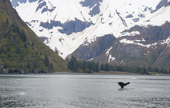 Humpback whale