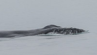 Humpback whale