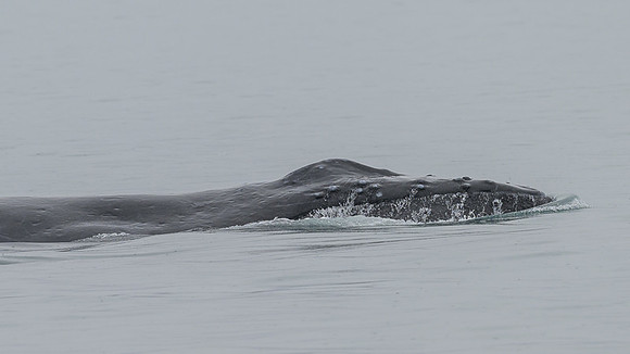Humpback whale