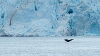 Humpback whale