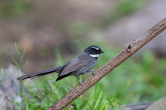 White throated fantail