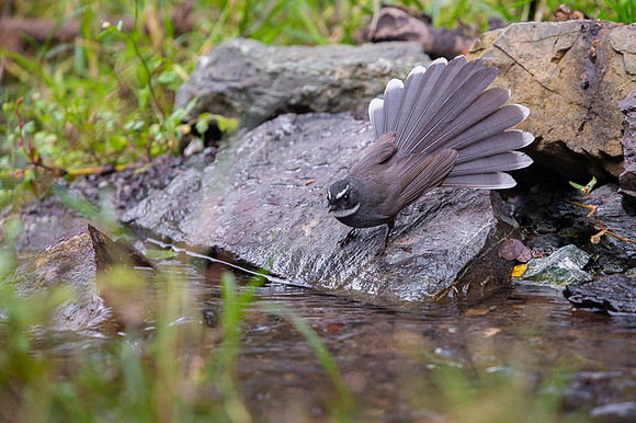 White throated fantail