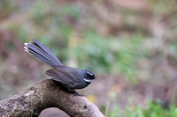 White throated fantail