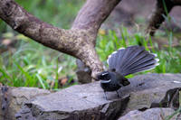 White throated fantail