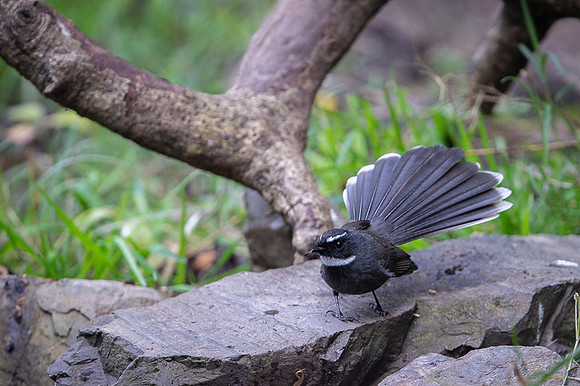 White throated fantail