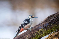 White-backed Woodpecker / Dzięcioł białogrzbiety