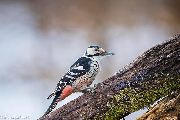 White-backed Woodpecker / Dzięcioł białogrzbiety