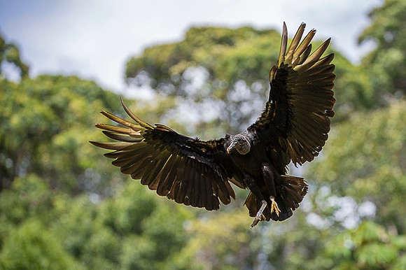 Black Vulture