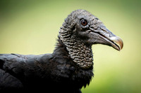 Black Vulture