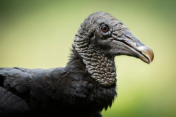 Black Vulture