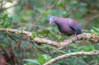 Red-billed Pigeon