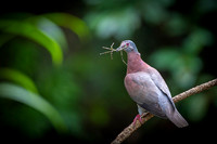 Red-billed Pigeon