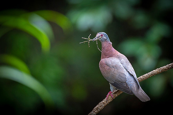 Red-billed Pigeon