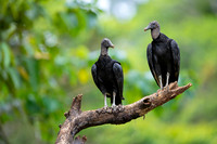 Black Vulture