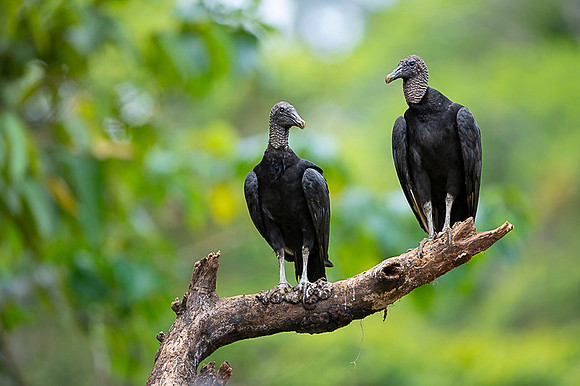 Black Vulture
