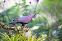 Red-billed Pigeon