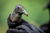 Black Vulture