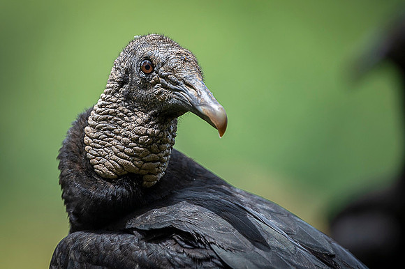 Black Vulture