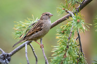 Tree Sparrow / Mazurek