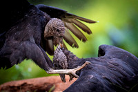 Black Vulture