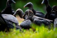 Black Vulture