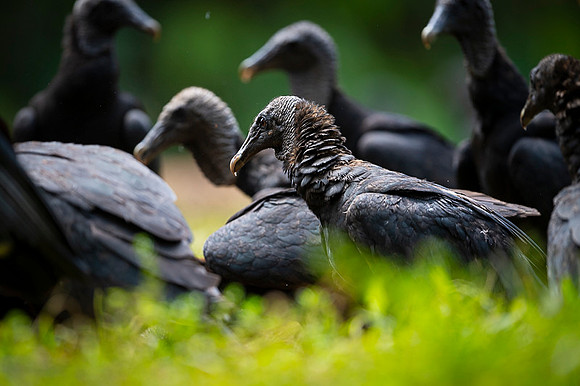 Black Vulture