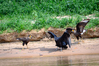 Black Vulture