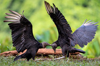 Black Vulture