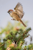 Tree Sparrow / Mazurek