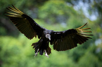 Black Vulture