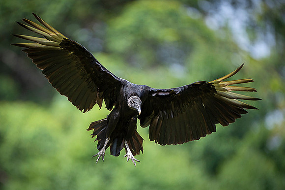 Black Vulture