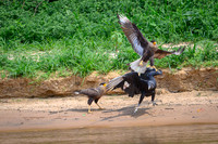 Black Vulture
