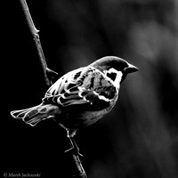 Tree Sparrow / Mazurek