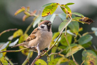 Tree Sparrow / Mazurek