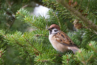Tree Sparrow / Mazurek