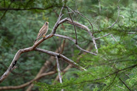 Common Kestrel