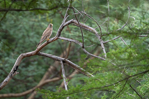 Common Kestrel